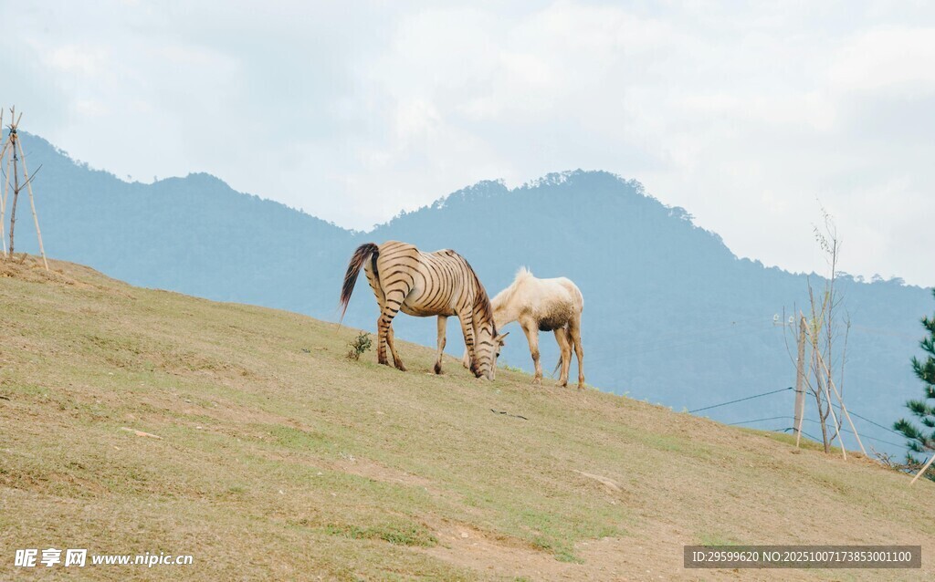 草原上的三匹马