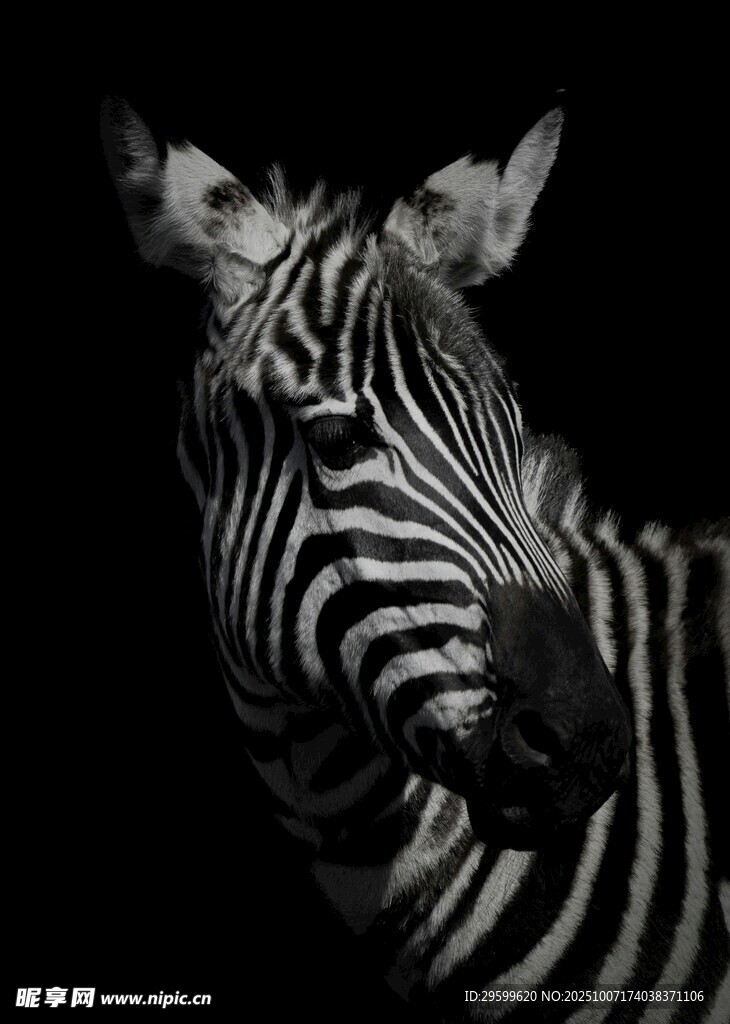 黑白光影下的斑马特写