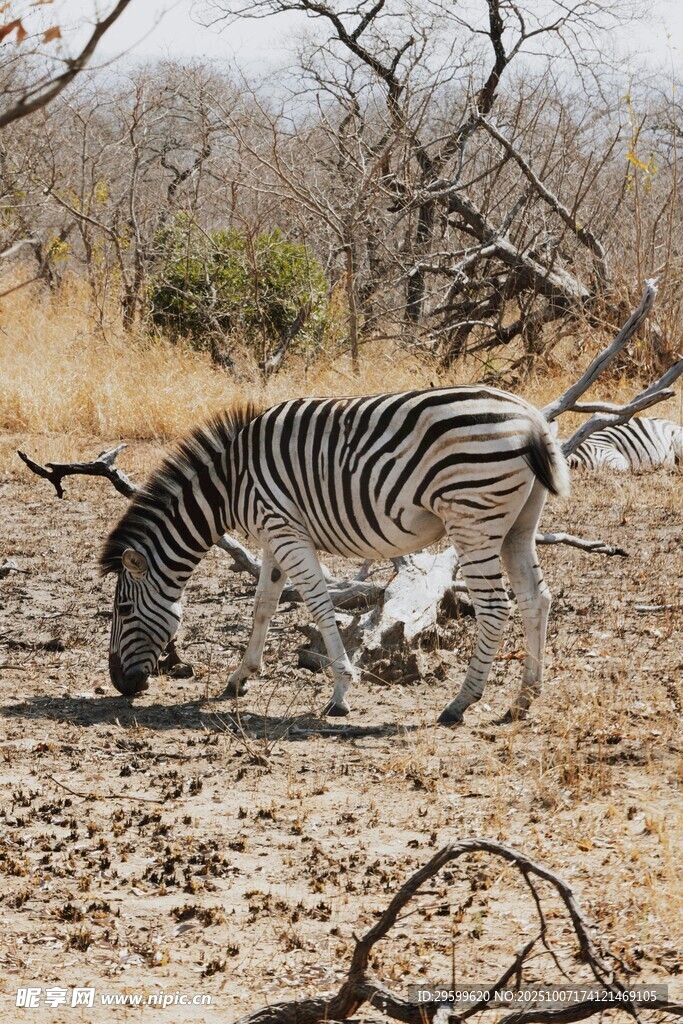草原上低头觅食的斑马