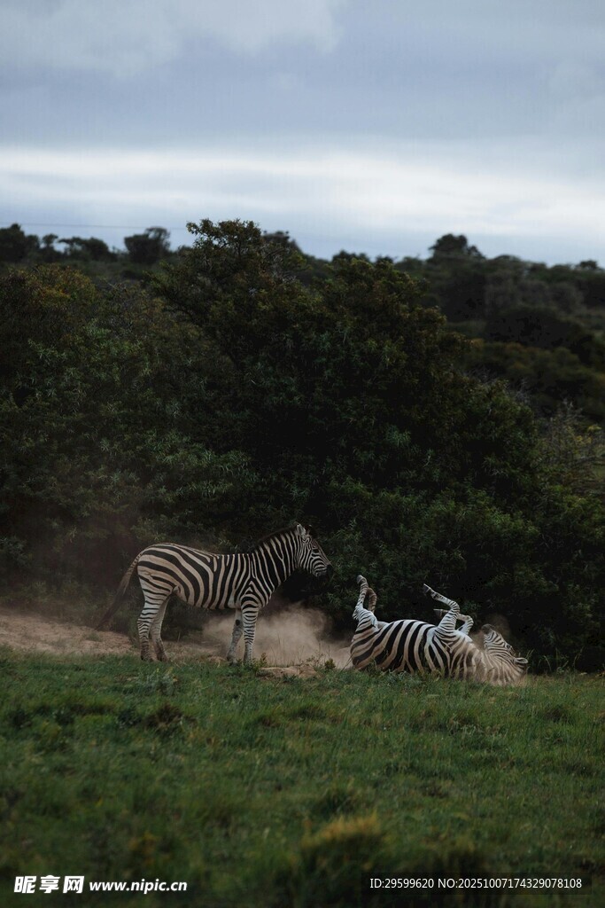 草原上休憩的斑马群