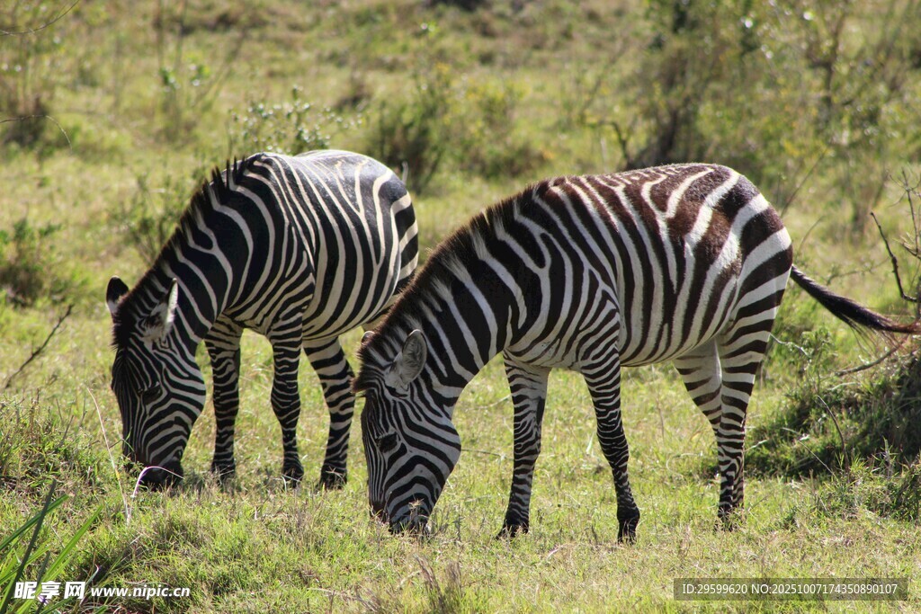 草原上吃草的斑马