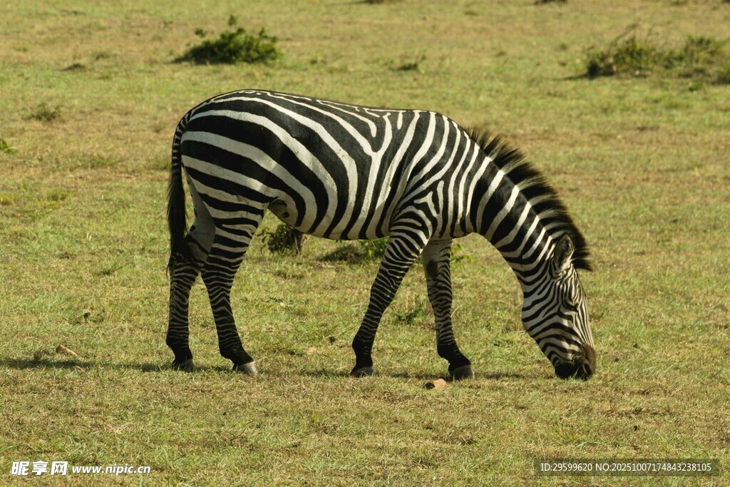草原上低头吃草的斑马