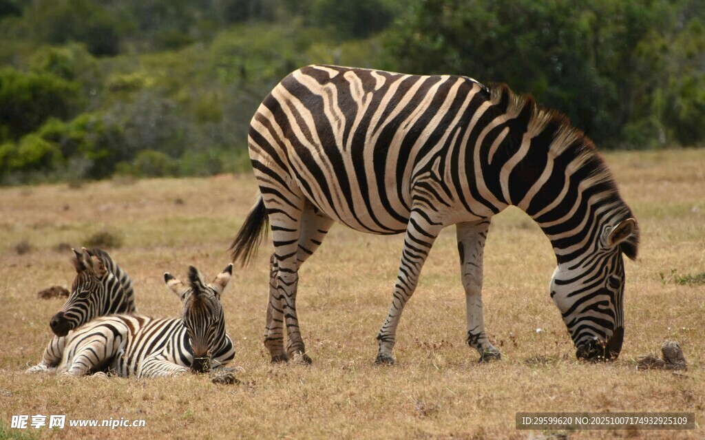 草原上的斑马母子