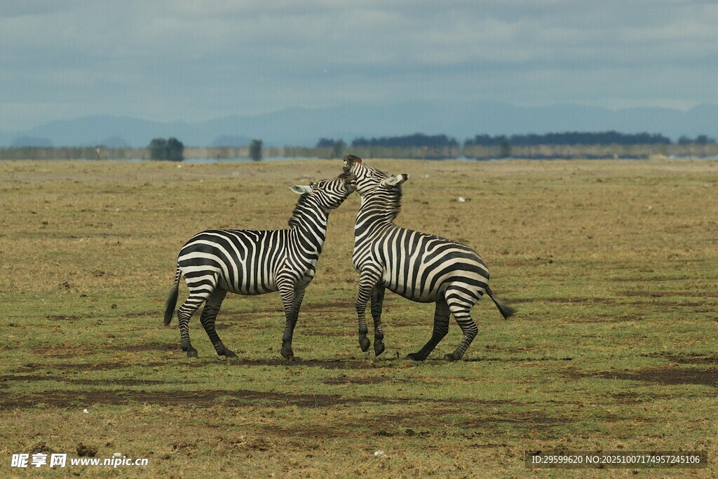 草原上互动的斑马