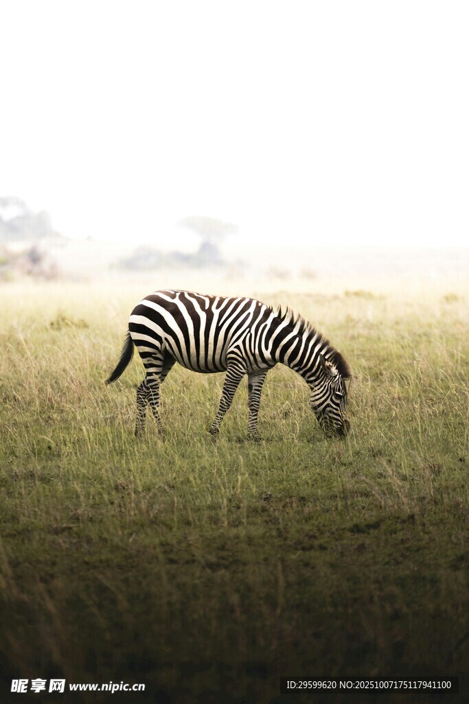 草原上独自吃草的斑马