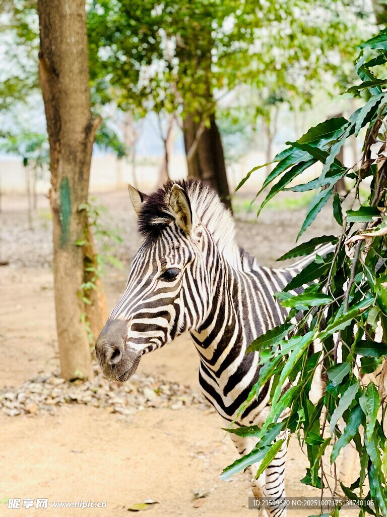 斑马于绿植间的悠然一刻
