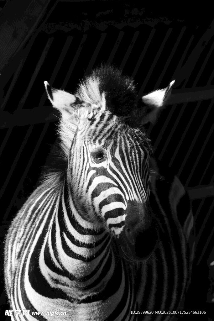 黑白条纹斑马特写