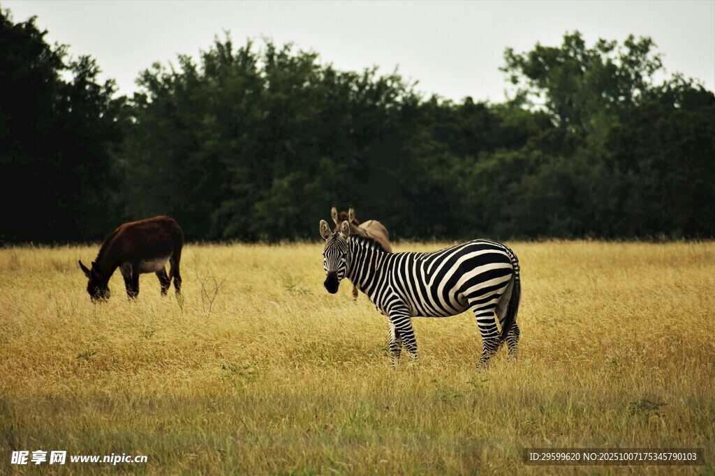 草原上的斑马与黑马