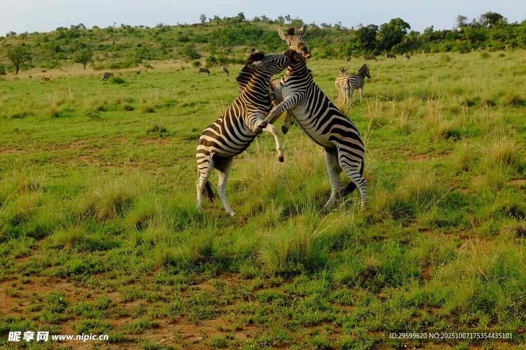 草原上两只斑马嬉戏