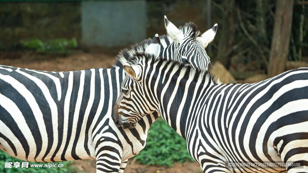 斑马亲密互动场景