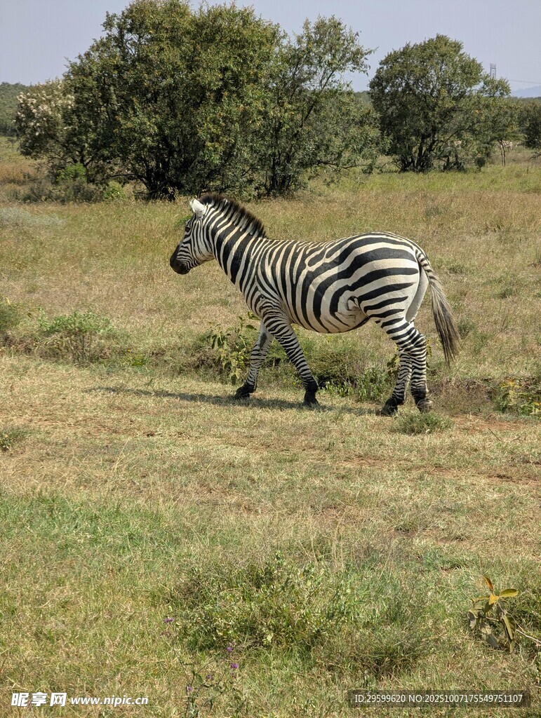 草原上独行的斑马