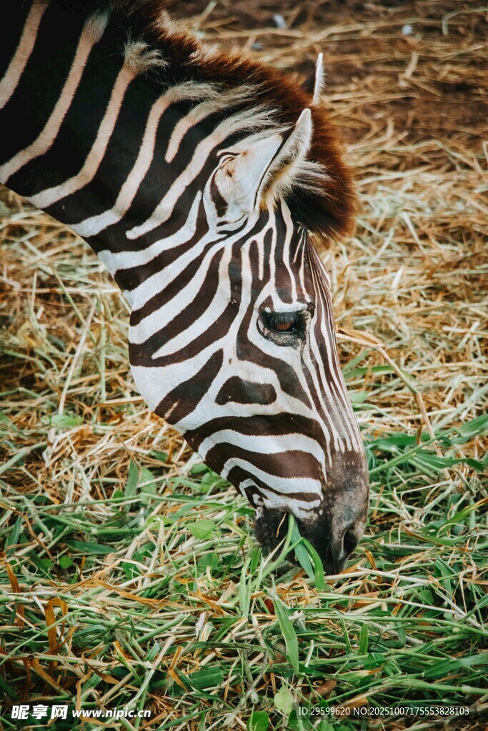 斑马低头吃草的瞬间