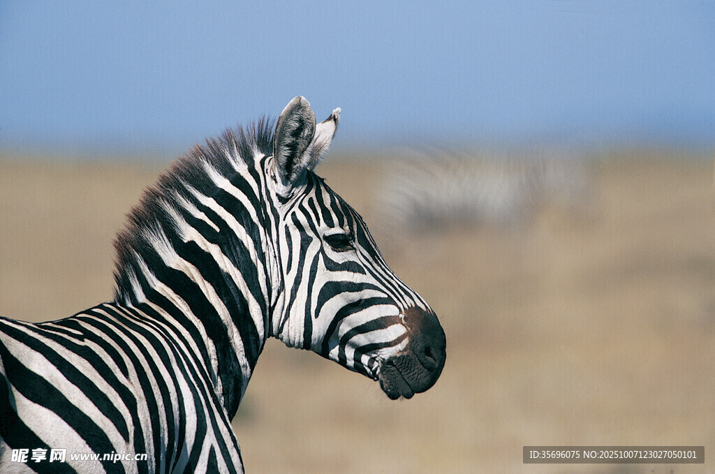 草原上的斑马侧影