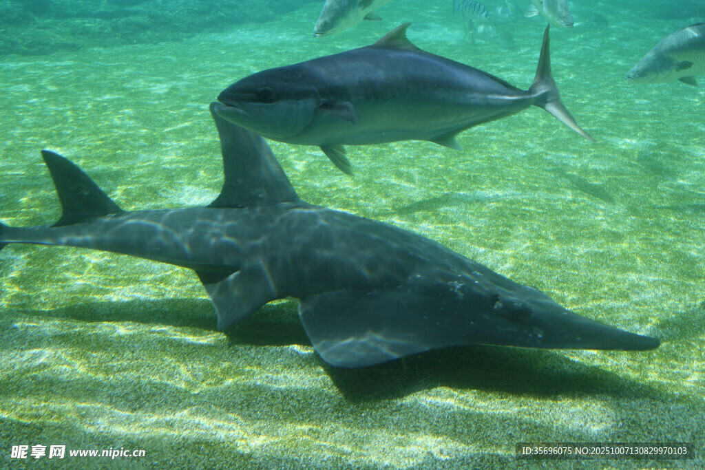 海底世界的独特鲨鱼身影