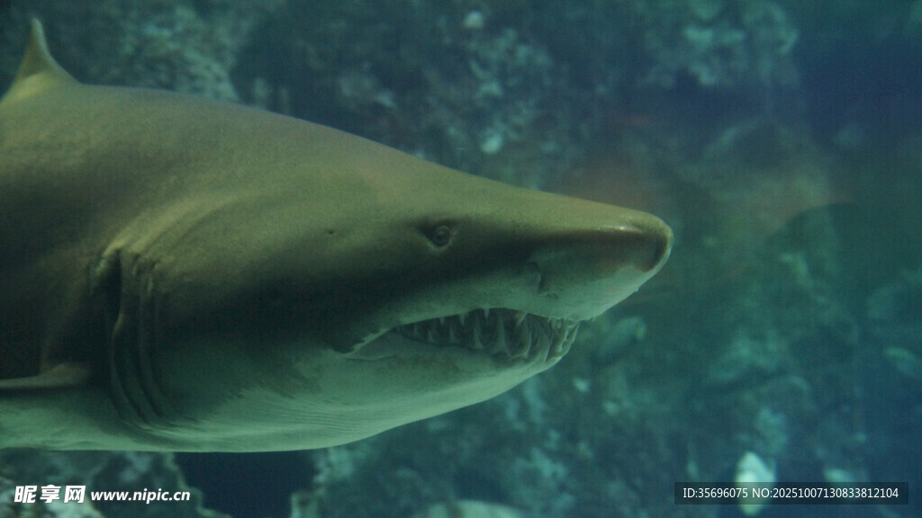 深海鲨鱼特写