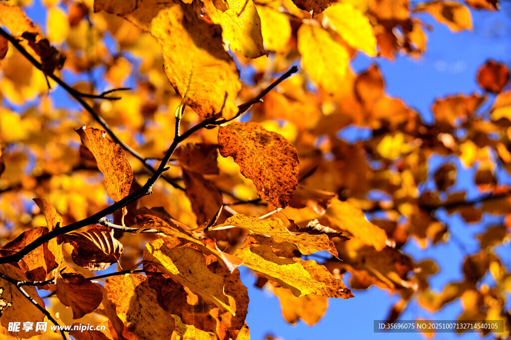 秋日枝头金黄树叶