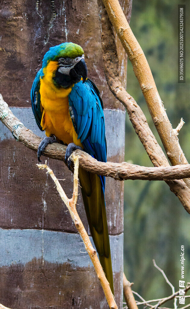 蓝黄鹦鹉栖息枝头