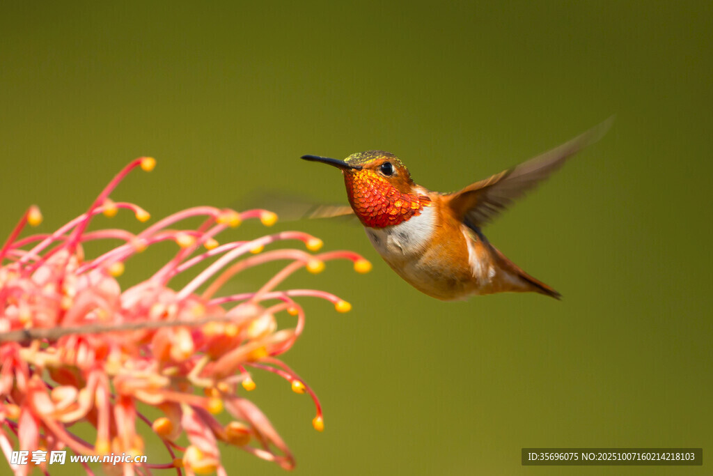 悬停的蜂鸟与艳丽花朵
