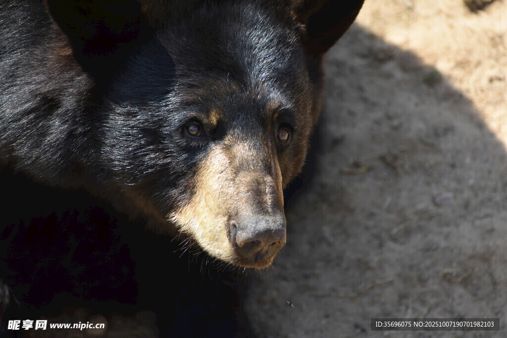 黑熊特写