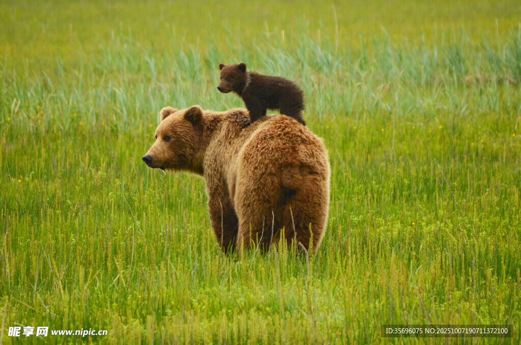 熊妈妈背上的小熊