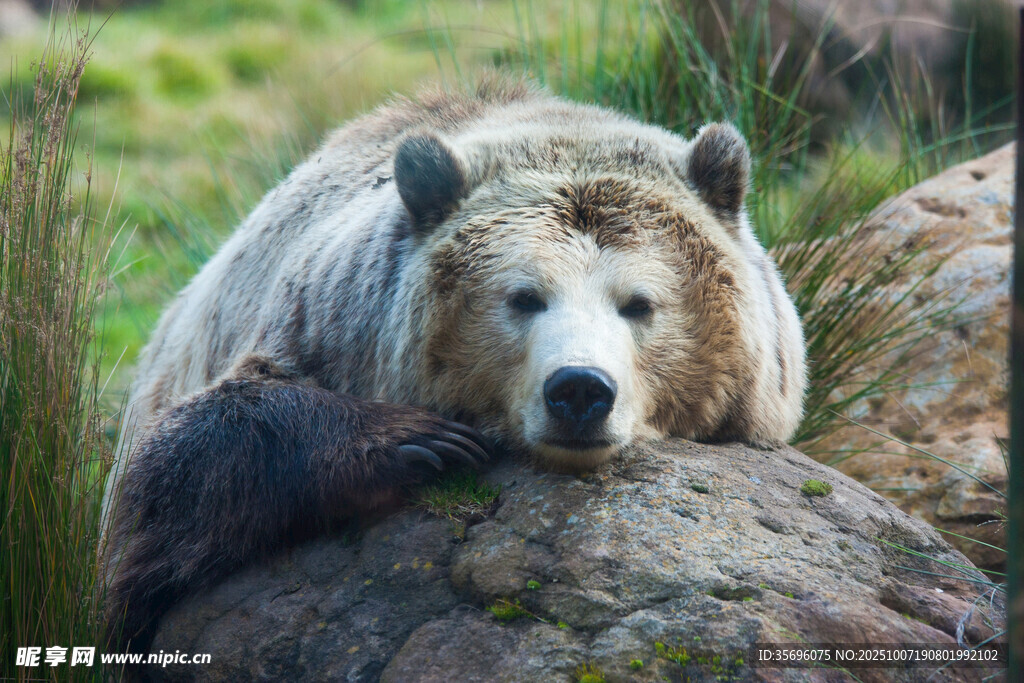 岩石上休憩的熊与幼崽
