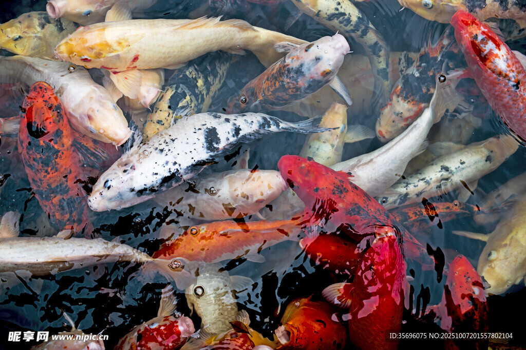 池塘中游动的多彩锦鲤