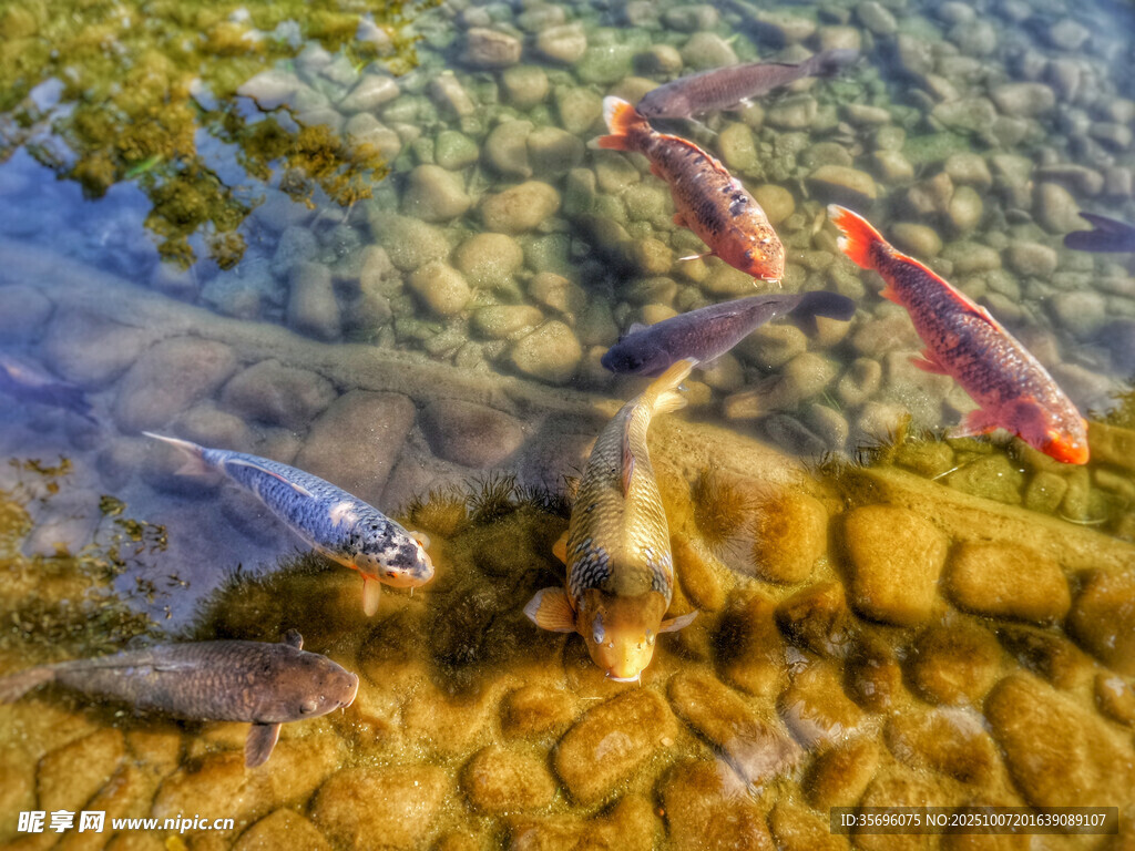 清澈水中游动的多彩小鱼