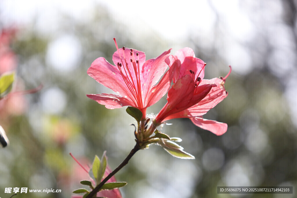 娇艳绽放的粉红色杜鹃花