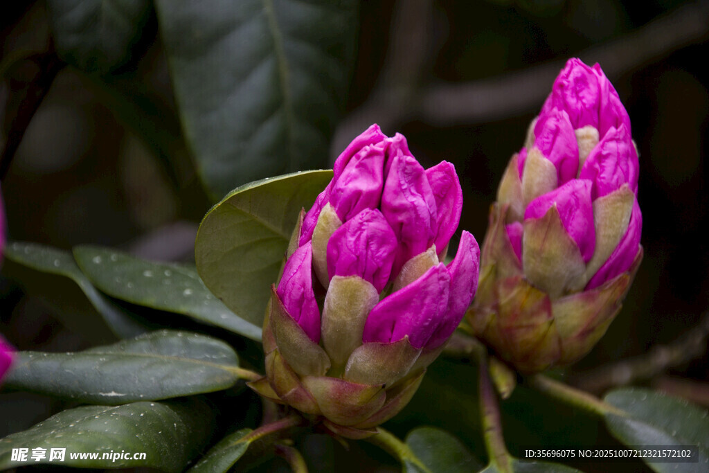 两朵娇艳绽放的紫色花朵