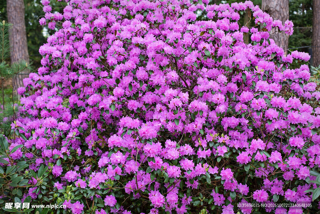 盛开的紫色花丛