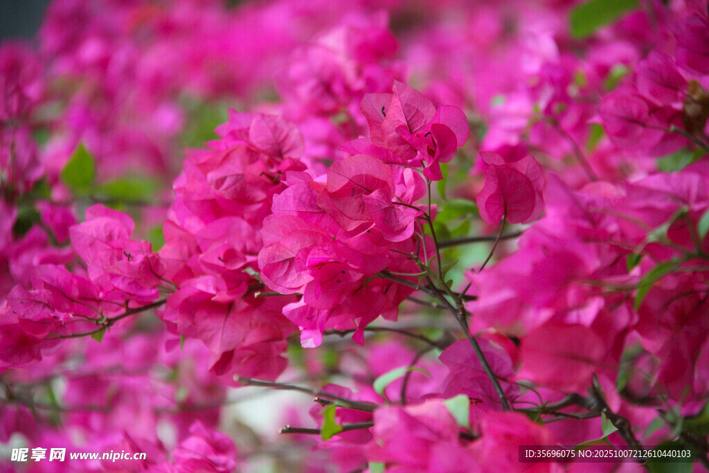 艳丽三角梅绽放