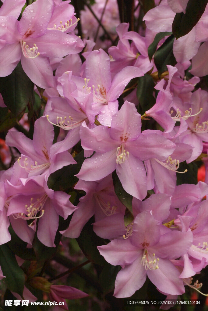 粉色烂漫杜鹃花绽放