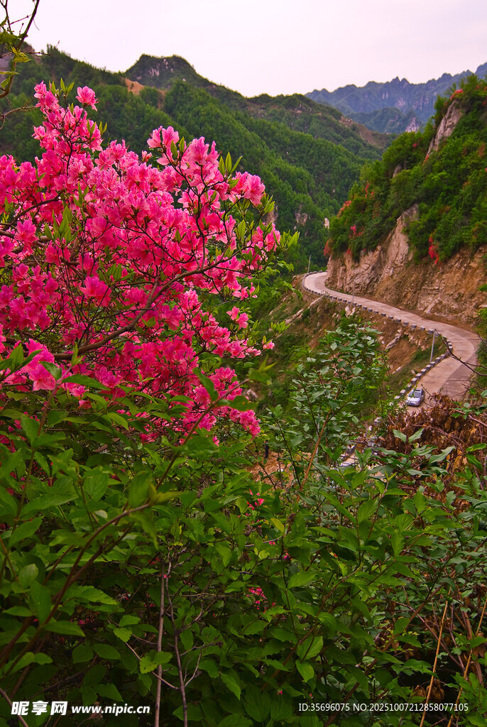 山间烂漫繁花与蜿蜒小路