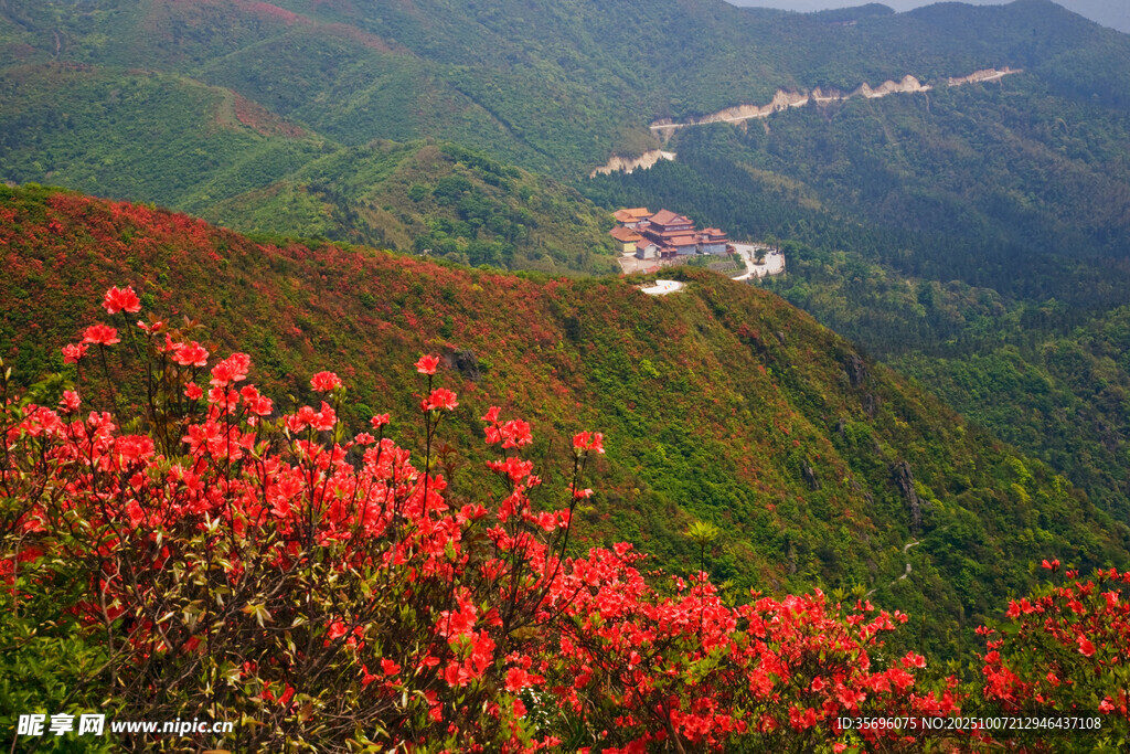 山间烂漫红杜鹃美景