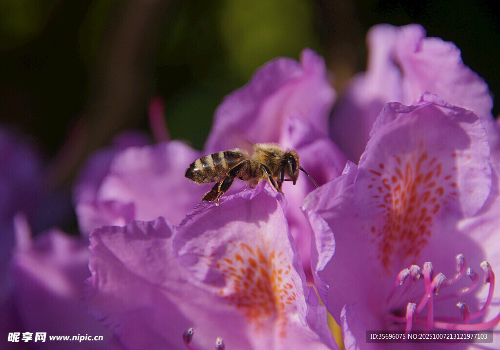 蜜蜂采蜜于绚烂紫花中