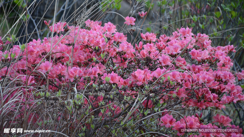 盛开的粉色花丛