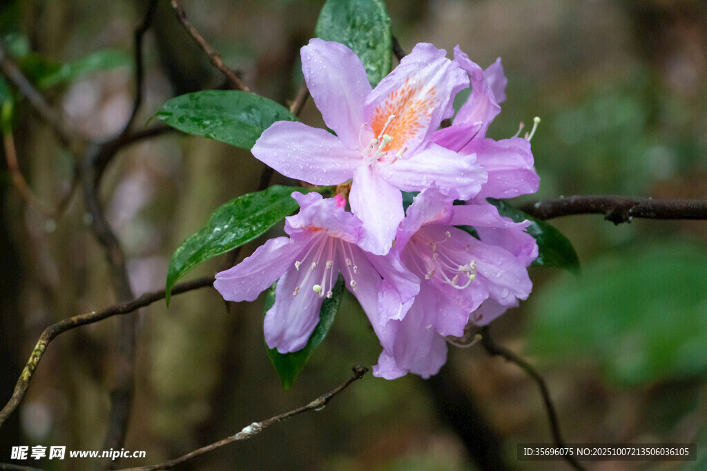 娇艳粉色杜鹃花绽放