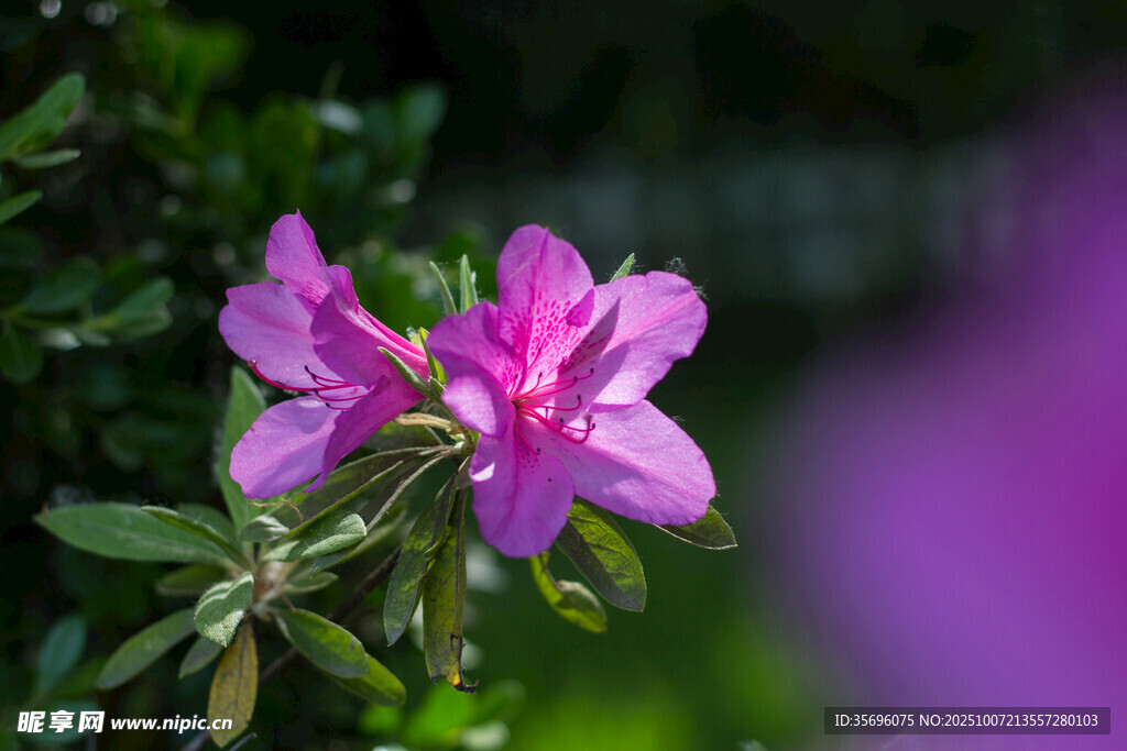 娇艳绽放的美丽紫杜鹃花