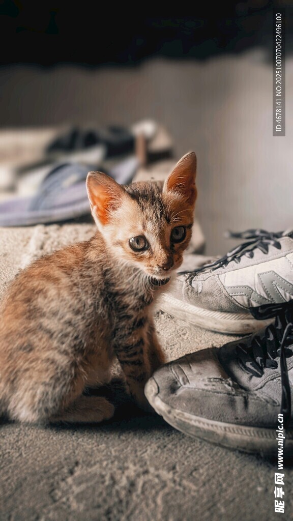 小猫依偎在鞋子旁