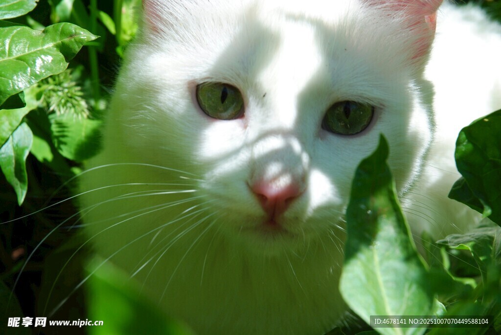 绿叶间的可爱白猫