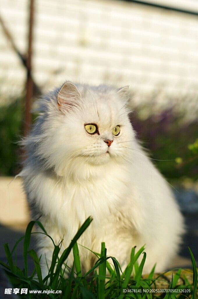 白色长毛猫坐于绿草地上