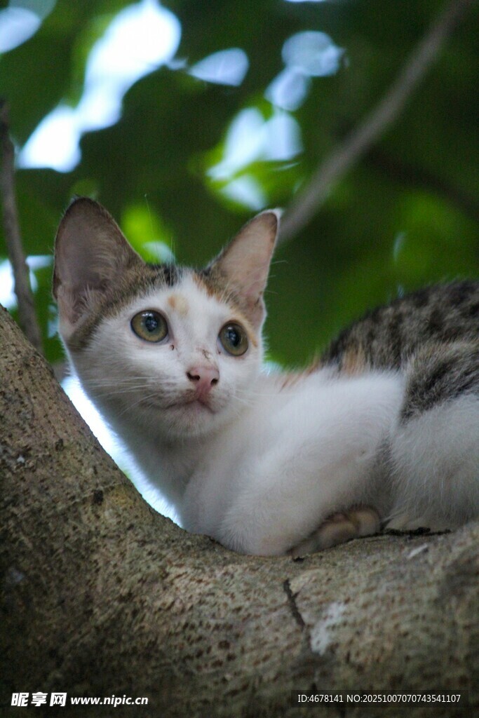 树上的可爱猫咪