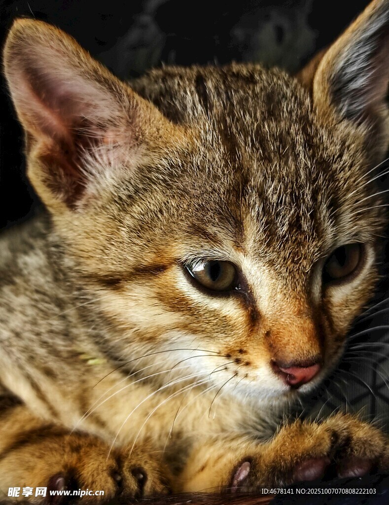 可爱小猫咪特写