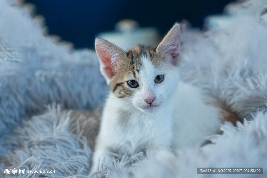 可爱三色小猫坐毛绒垫上