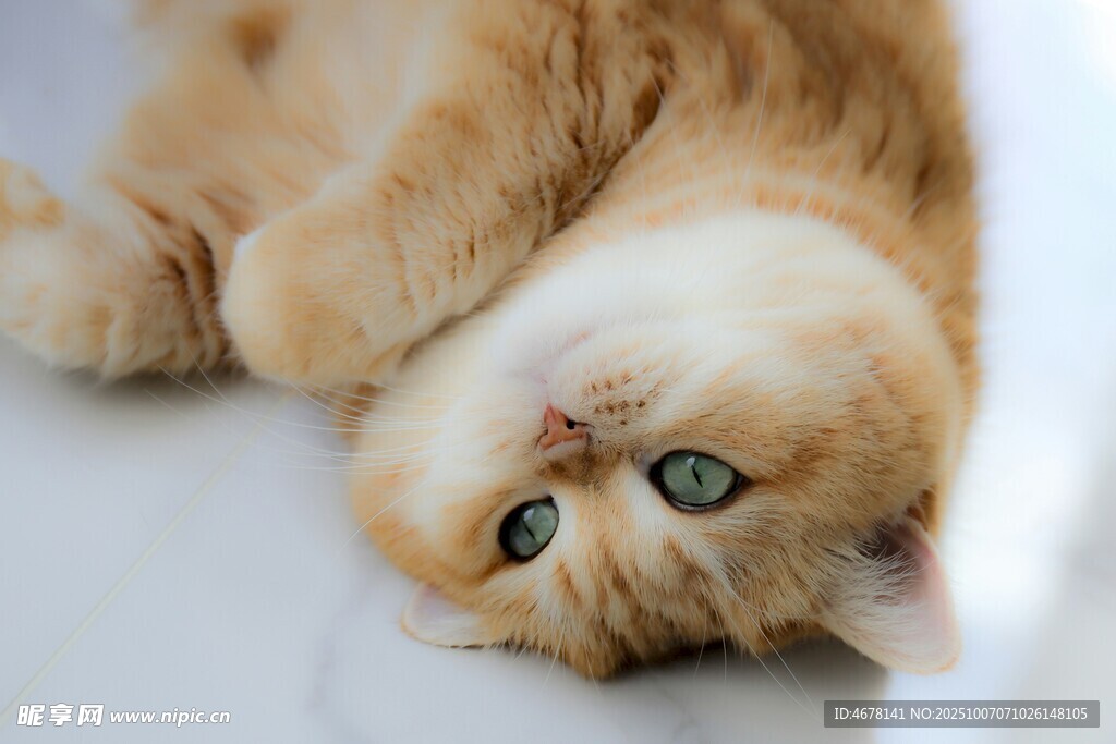 橘猫惬意躺卧姿态可爱