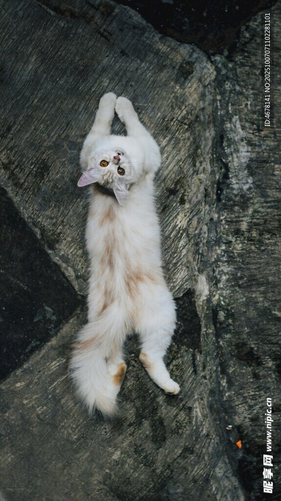 跳跃的白毛小狗