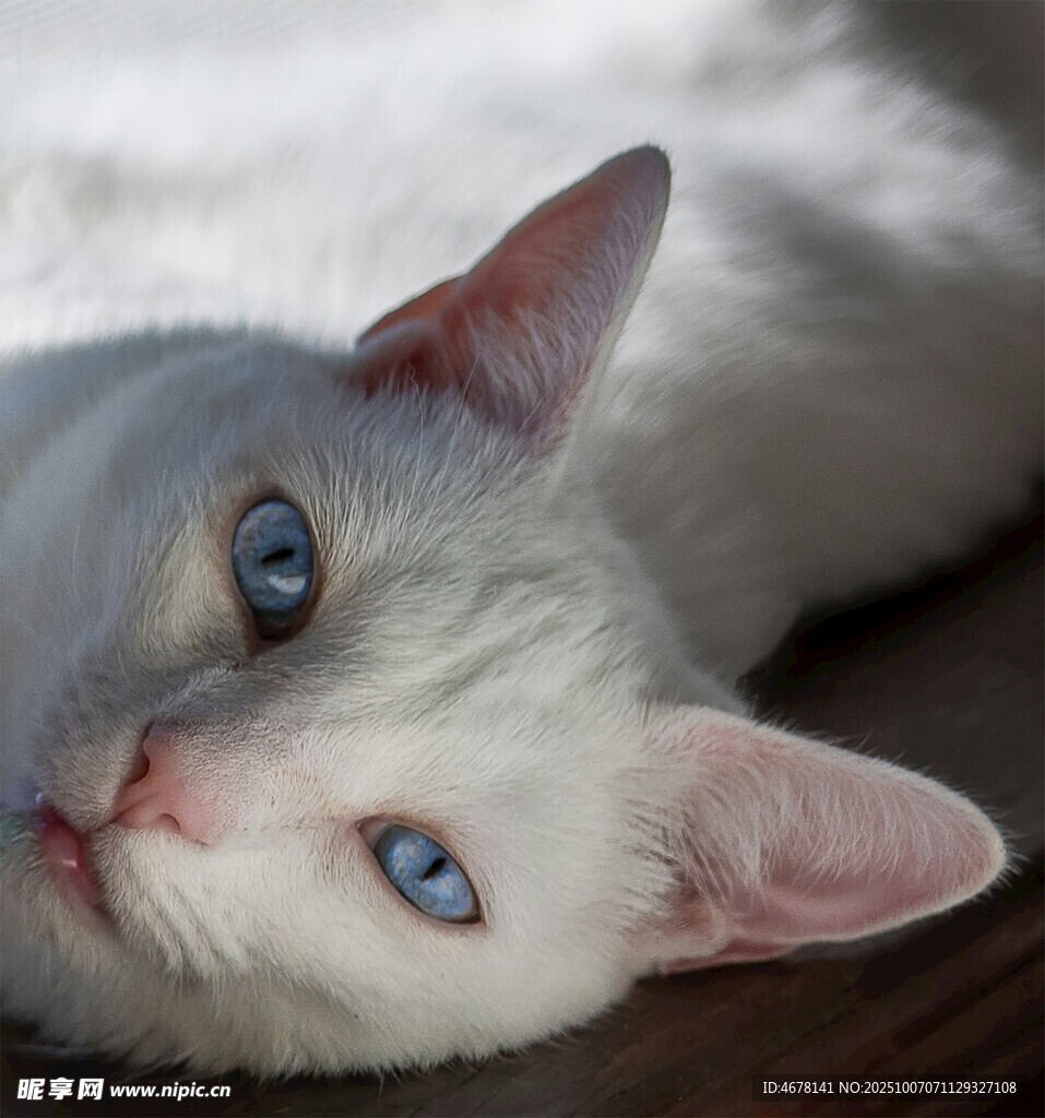 蓝眼白猫慵懒躺姿特写