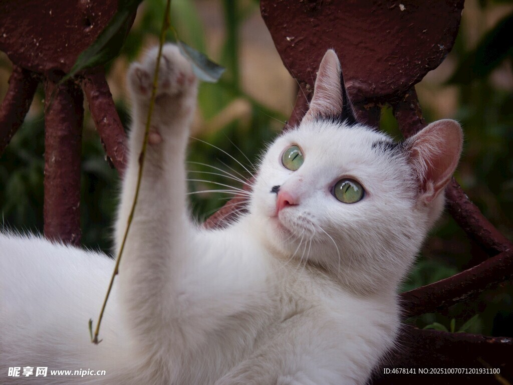 白猫玩逗猫棒超专注