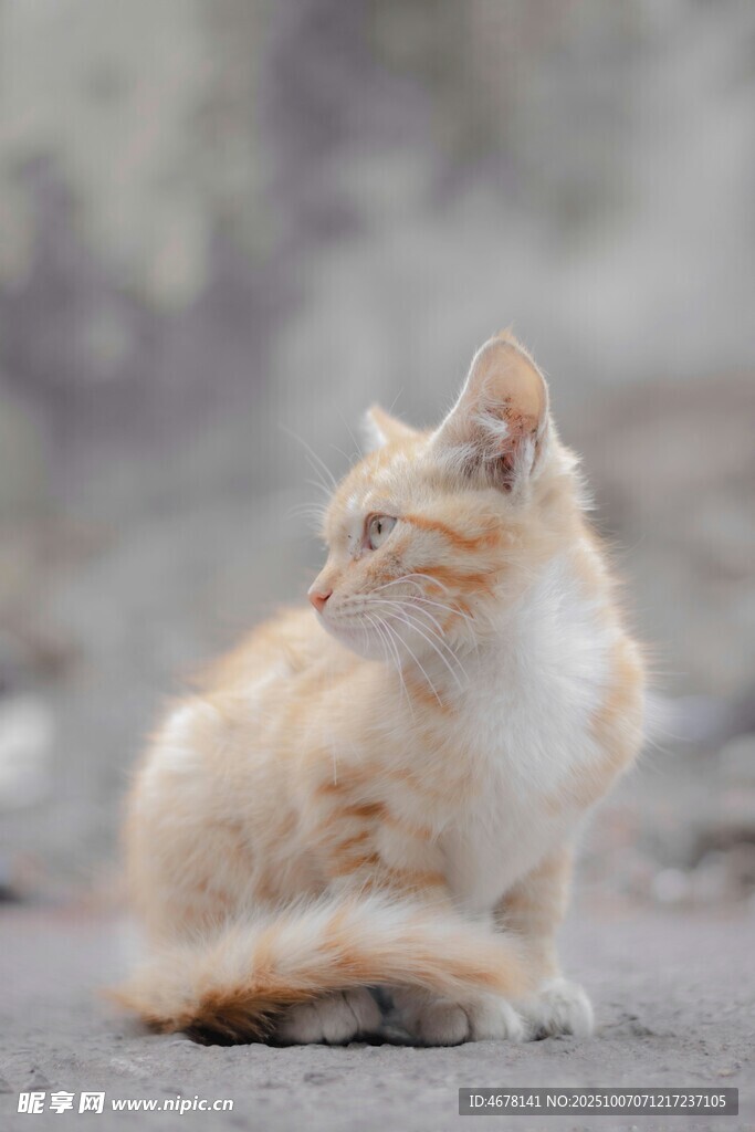 橘猫静坐回首望景
