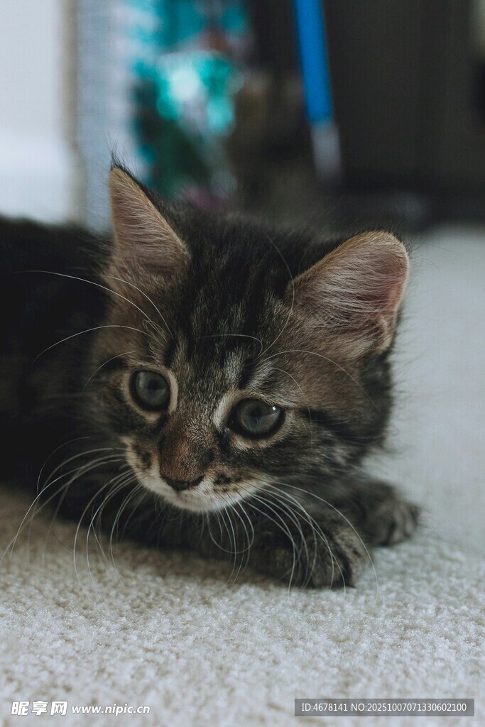 可爱小猫咪趴地凝视